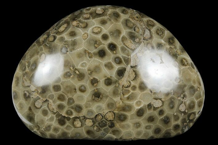 Polished Petoskey Stone (Fossil Coral) - Michigan #177190